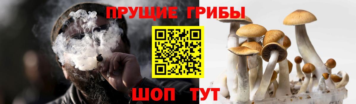 Псилоцибиновые грибы Psilocybe  Вход с VPN  Луга 